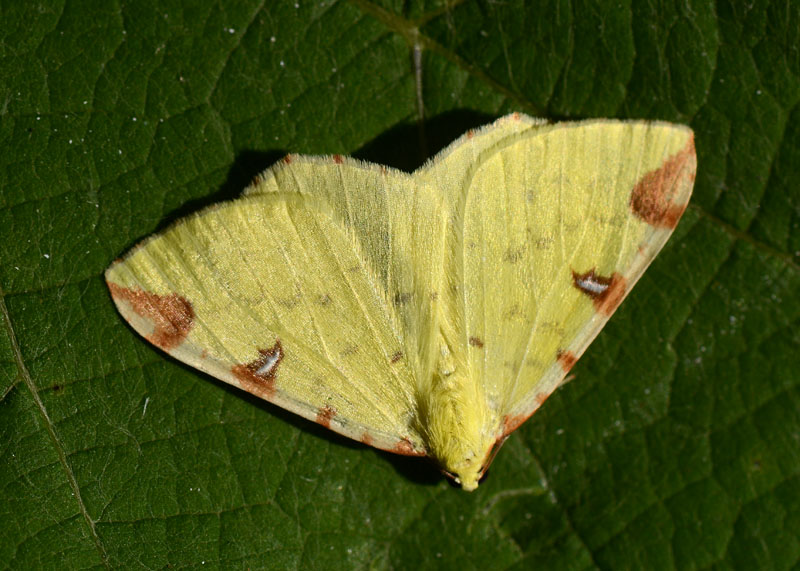 Geometridae Opisthograptis luteolata